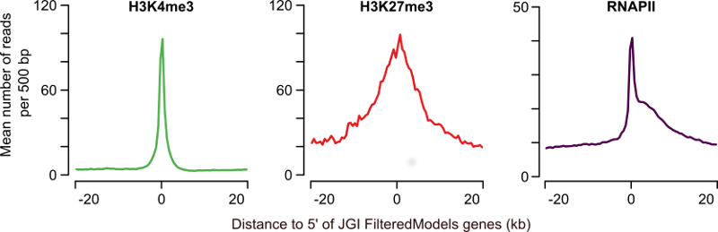 Figure 1: Profiles of H3K4me3, H3K27me3 and RNAPII at annotated genes. The average H3K4me3 read coverage for genes with a H3K4me3-enriched region within 1kb of the JGI FM genes annotated 5' end is shown in the left panel (mean number of reads per 500bp, green). The middle panel shows the equivalent for H3K27me3 (red) and the right panel for RNAPII (purple).